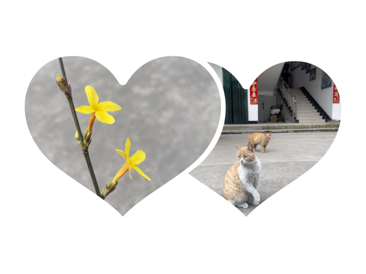 迎春花已開，偉志鋼模板“馬力”全開