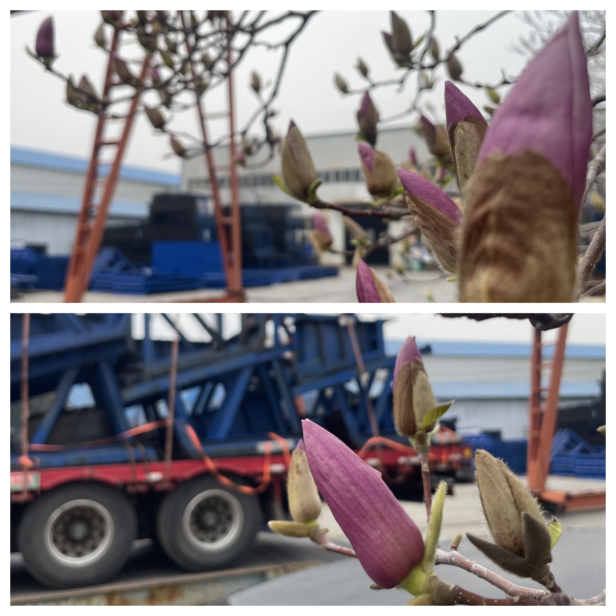 春滿偉志，邀您共赴一場(chǎng)“鋼”與“花”的約會(huì)